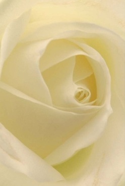 Captured in soft, diffused light inside an Honor Oak shop, this ivory rose unfurls its layered petals with timeless elegance. Each velvety spiral appears almost translucent, as though inviting a gentle touch or a fragrant breath. The harmony of cream and pale lemon tones generates an atmosphere akin to the calm that settles over Honor Oak Park in the early hours-a pause before celebration, reflection, or affection is shared. Light glides softly over each petal, caressing the bloom without harshness and bringing out subtle depths. The rose stands as an emblem of love, comfort, and milestone occasions-an ideal choice for expressing sympathy at a family home, celebrating an anniversary, or simply adding refined beauty to a home along Stondon Park. Its intricate layers and nuanced colors speak to the patience and artistry of Honor Oak's florists, while the soft, soothing fragrance woven into every petal ensures each arrangement delivered locally radiates both peace and grace.